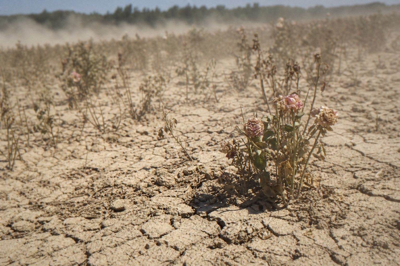Wilted rose bushes growing out of cracked, drought-parched earth in a fragrance-crop field
