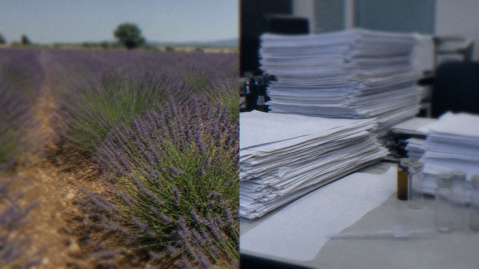 Split image: a lavender field in Provence beside a desk stacked with compliance paperwork and small essential oil sample vials