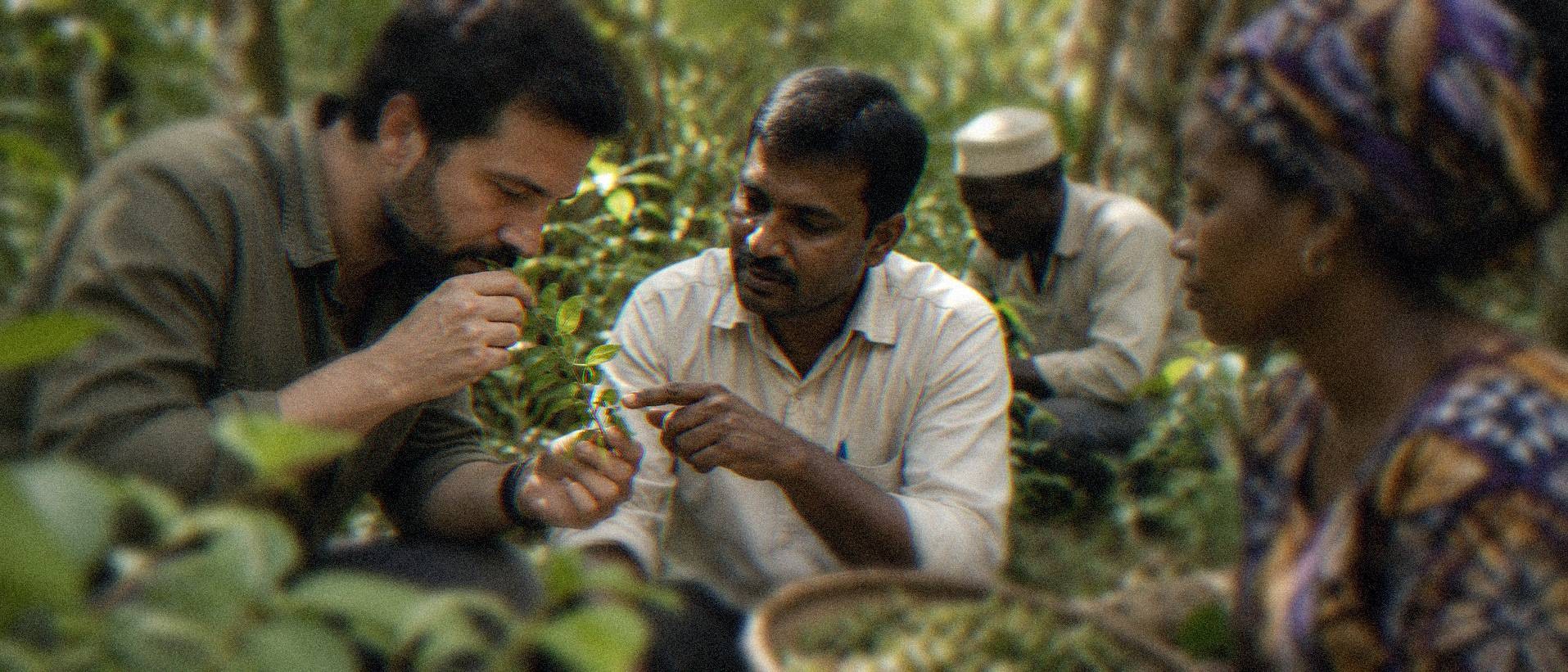 A perfumer examining a fresh plant sample in the field alongside local producers in India and Africa