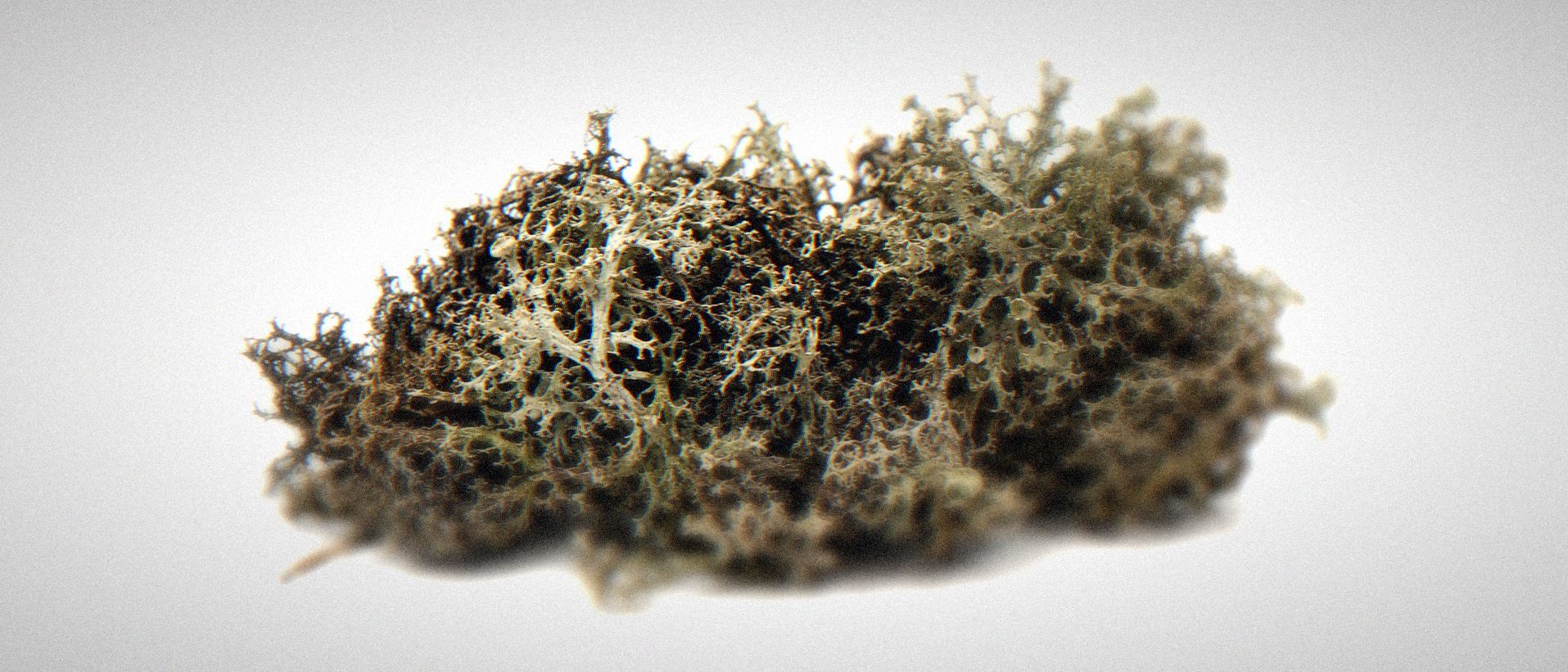 A dried clump of oakmoss lichen (Evernia prunastri) photographed on a plain white background