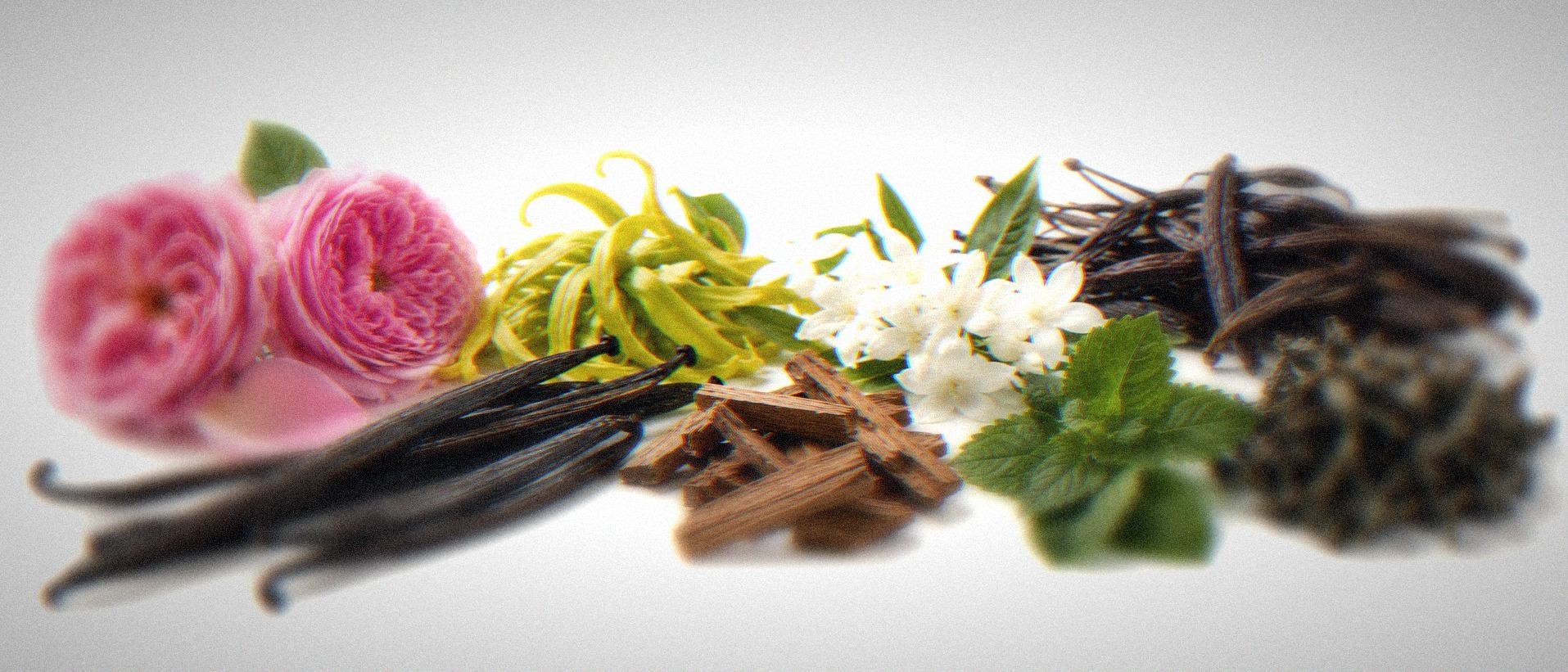 An assortment of fragrance raw materials laid side by side: rose, ylang-ylang, jasmine, sandalwood, patchouli leaves, vanilla pods and oakmoss