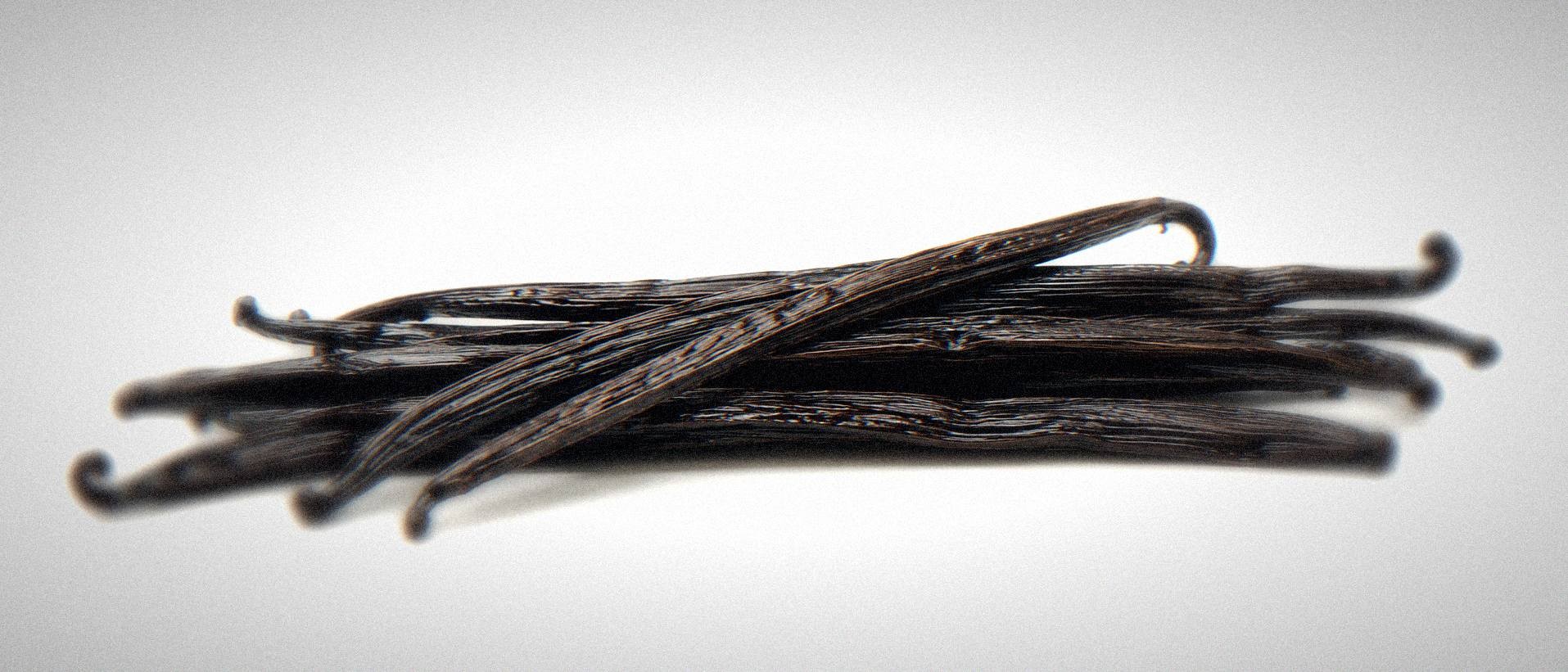 A pile of cured Madagascar vanilla pods, dark brown and glossy, photographed on a plain background