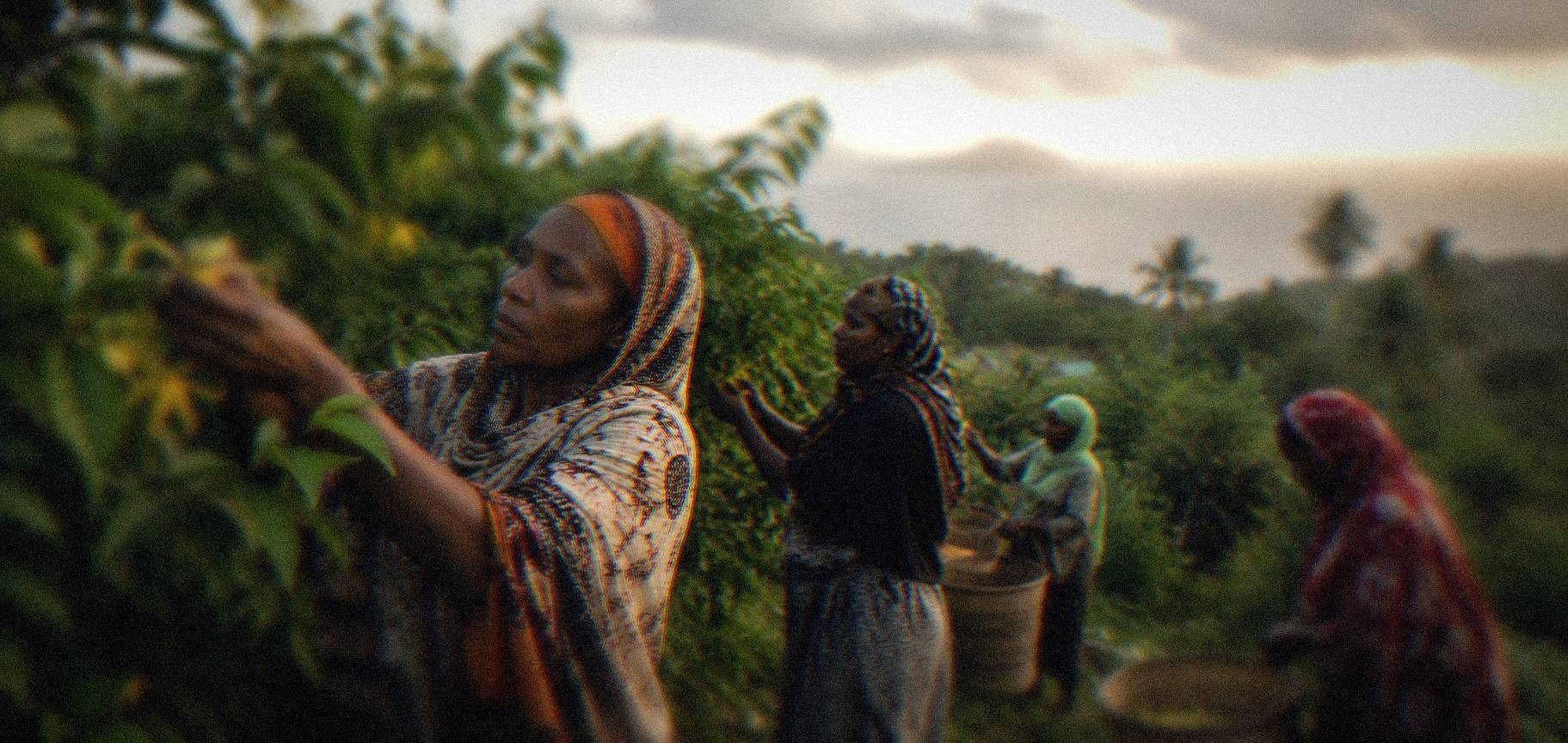 Comorian women picking ylang-ylang flowers at dawn on a hillside overlooking the ocean
